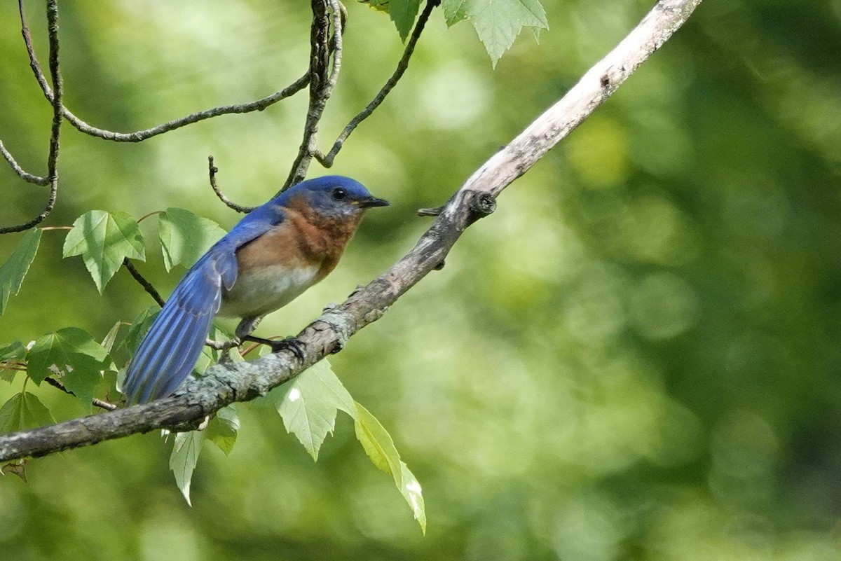 Eastern Bluebird - David Rubenstein