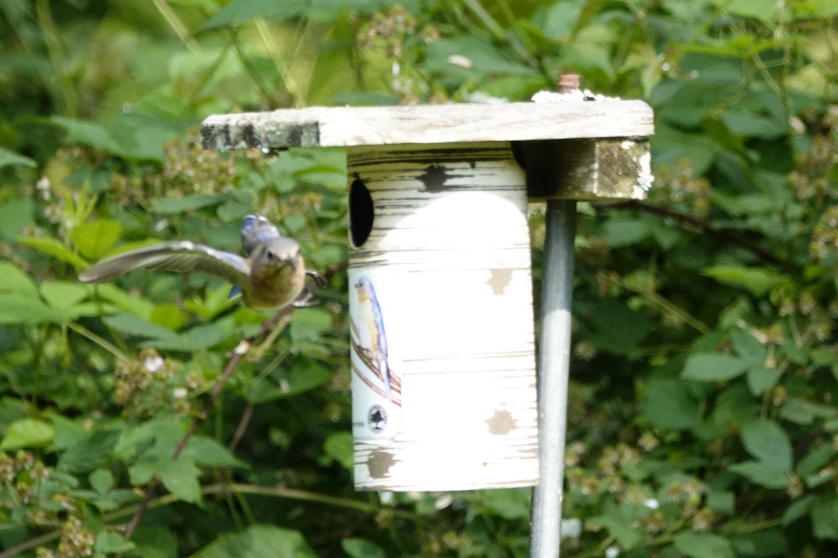 Eastern Bluebird - David Rubenstein