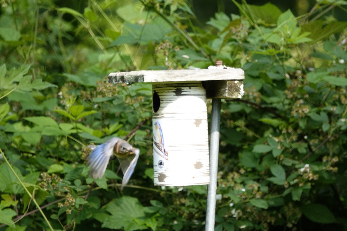 Eastern Bluebird - ML619615991