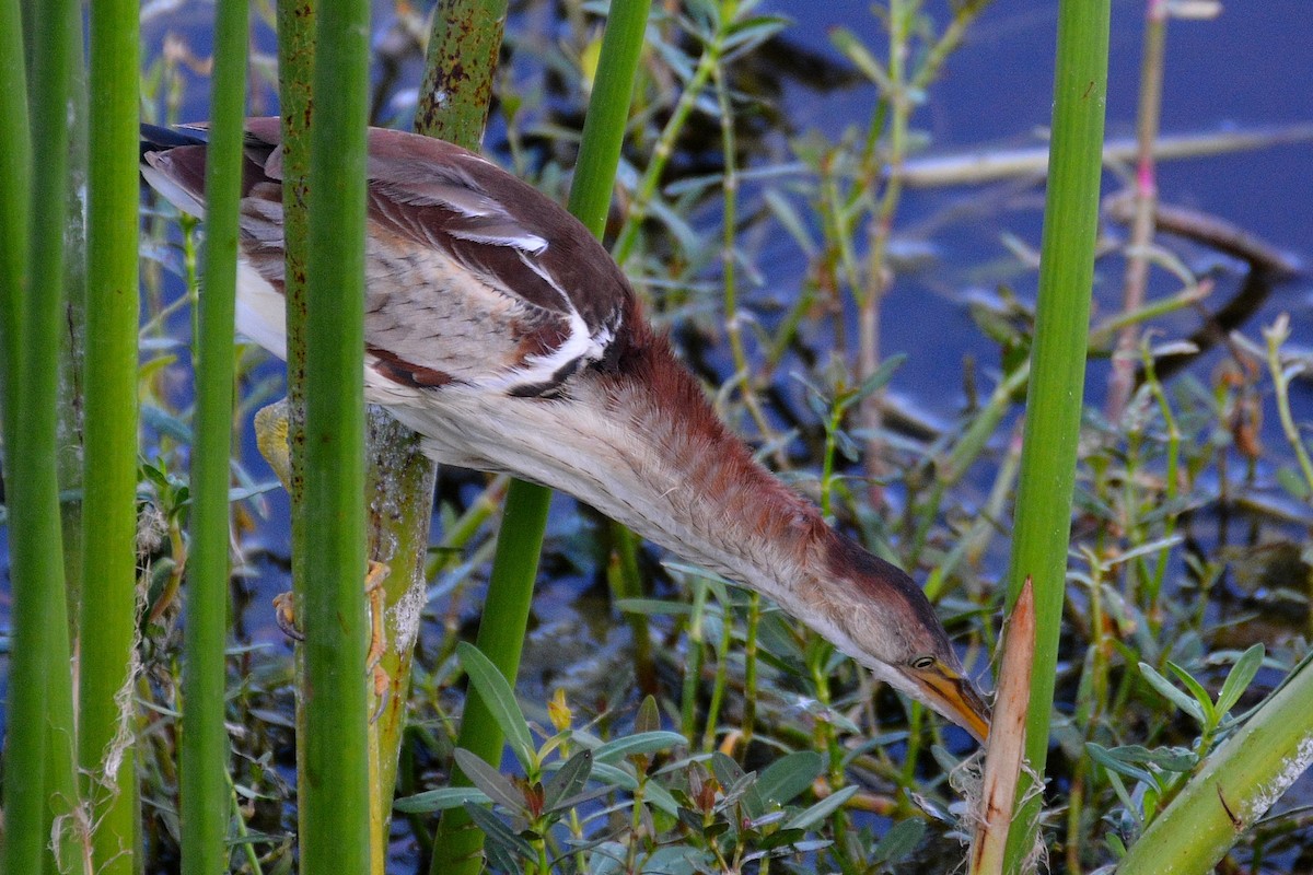 Least Bittern - John Whitehead