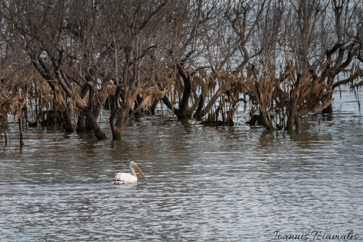 Dalmatian Pelican - ML619615998