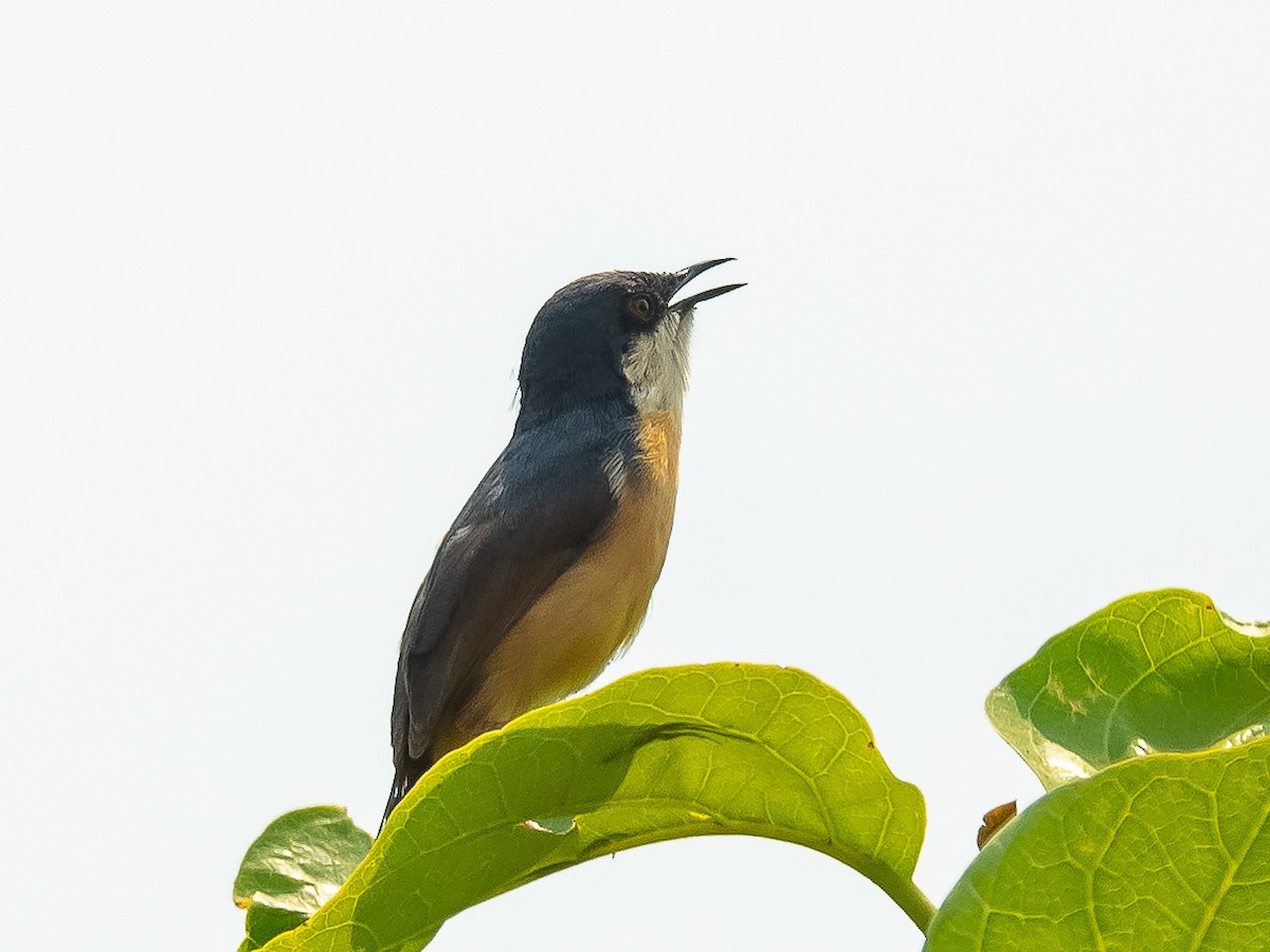 Ashy Prinia - Jean-Louis  Carlo