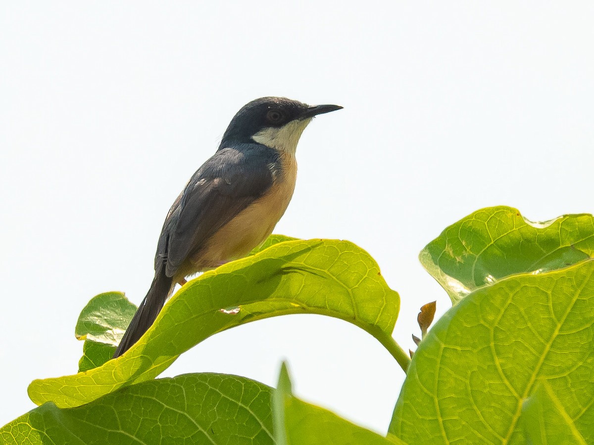 Ashy Prinia - Jean-Louis  Carlo