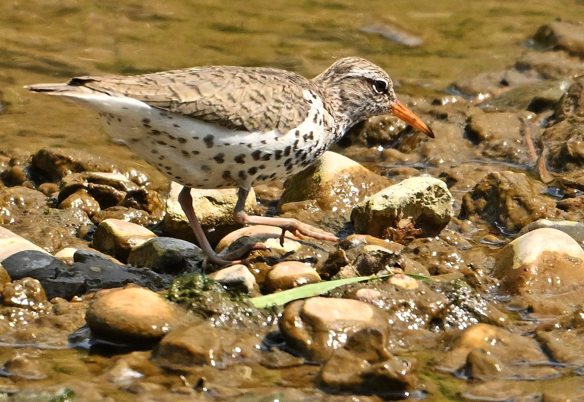 Spotted Sandpiper - Wayne Oakes