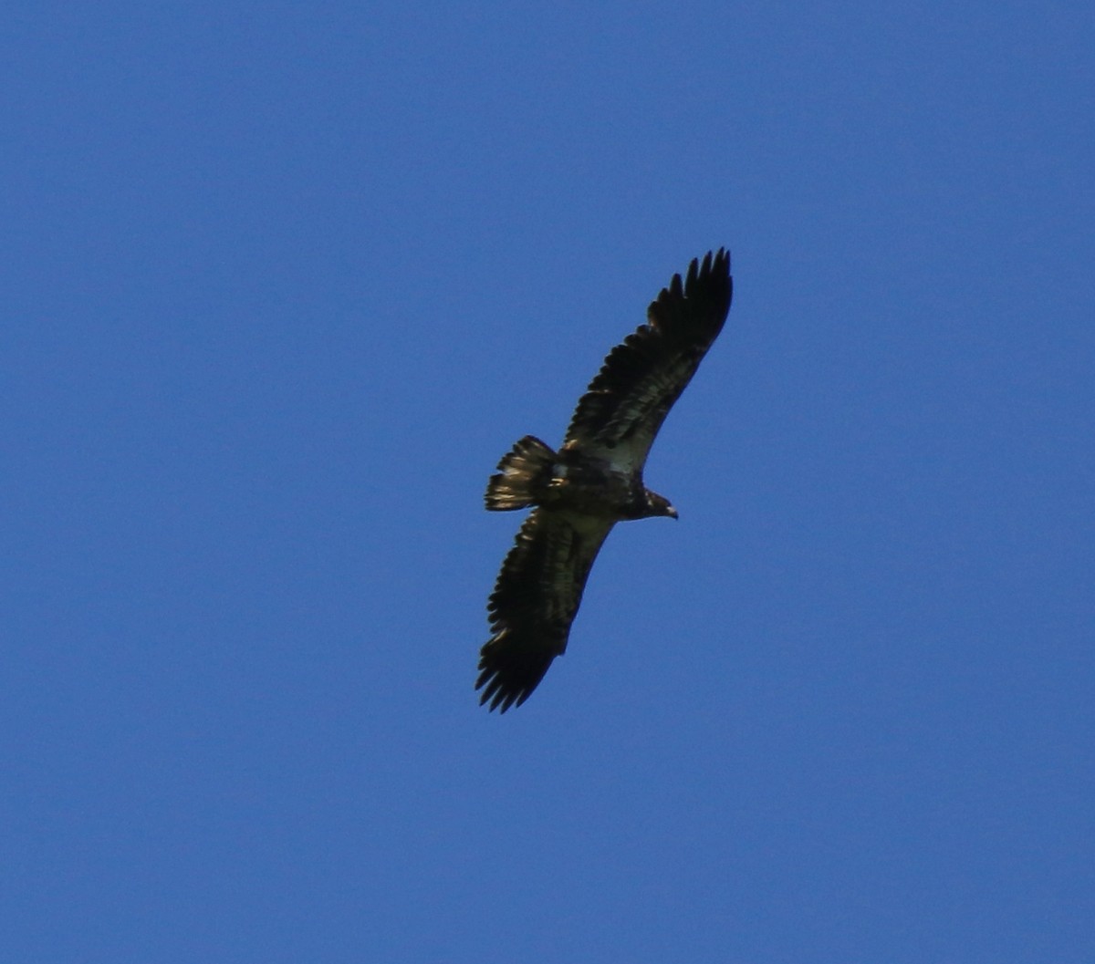 Bald Eagle - diane lemieux