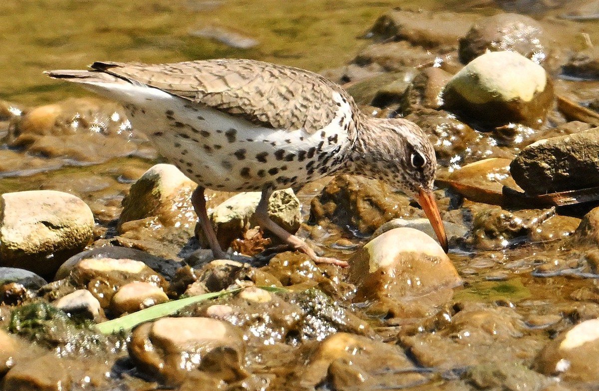 Spotted Sandpiper - Wayne Oakes