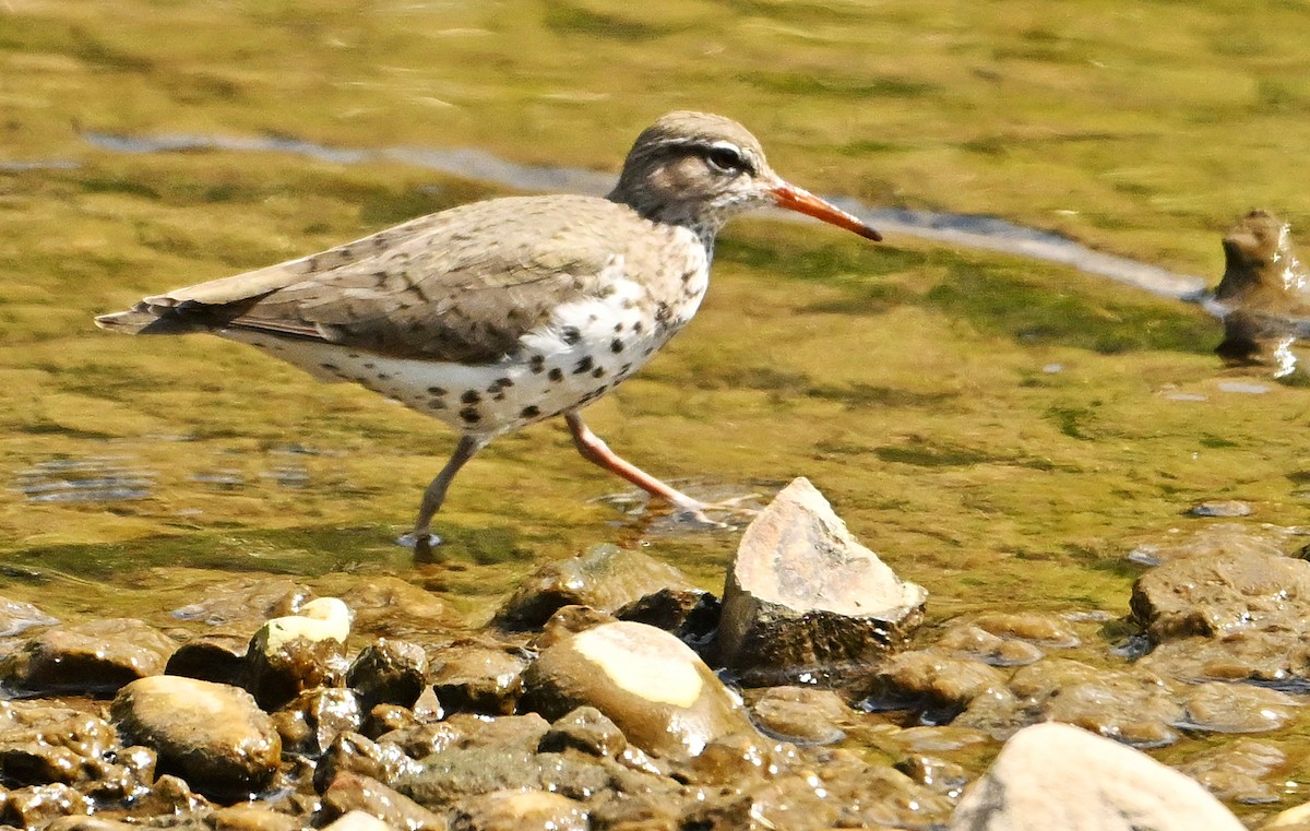 Spotted Sandpiper - Wayne Oakes