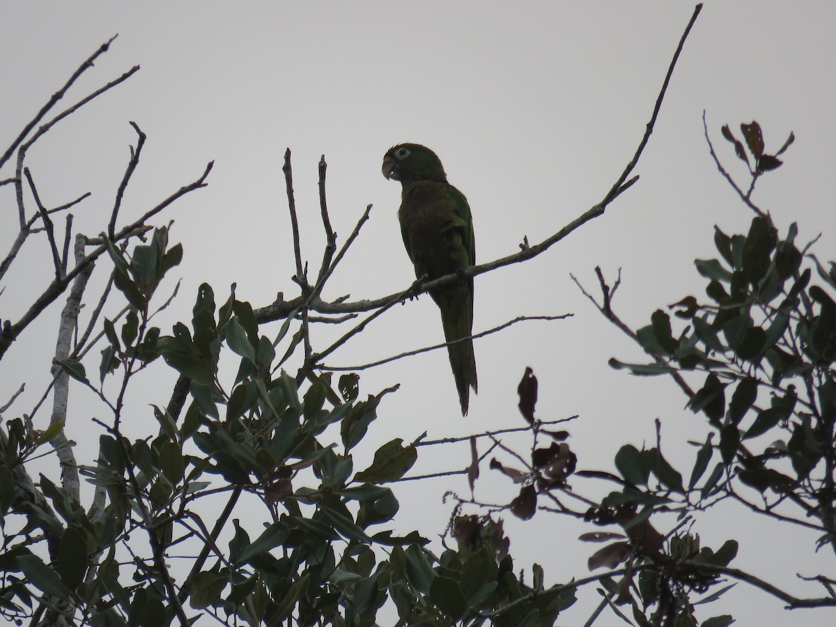 Olive-throated Parakeet - Sam Holcomb