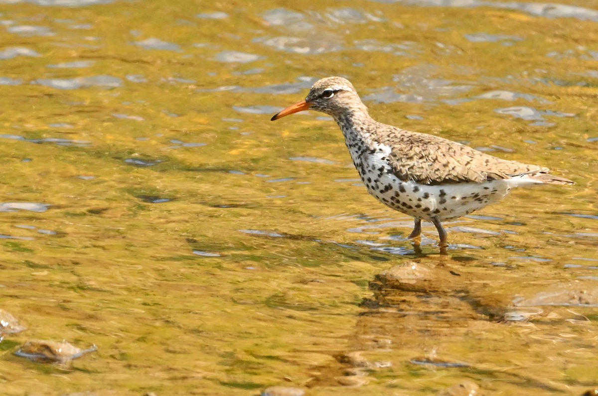 Spotted Sandpiper - Wayne Oakes