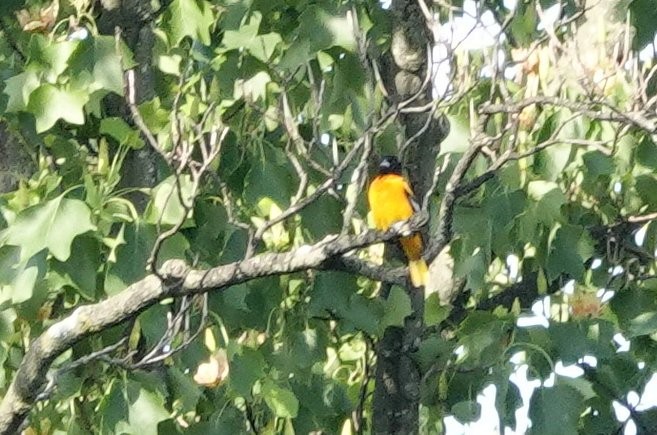 Baltimore Oriole - ML619616010