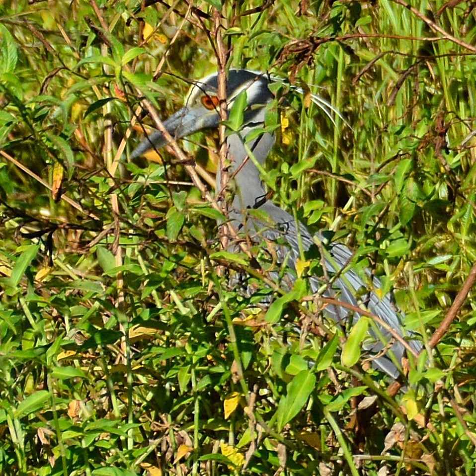 Yellow-crowned Night Heron - John Whitehead