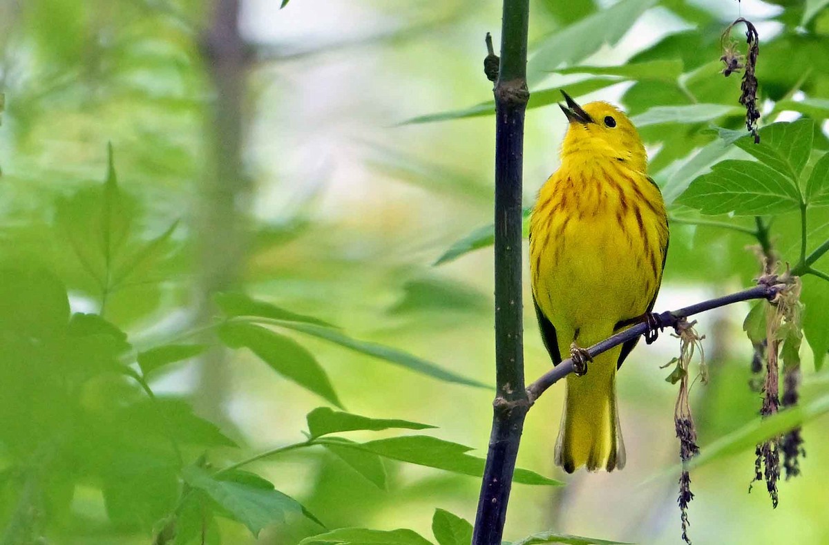 Yellow Warbler - Wayne Oakes