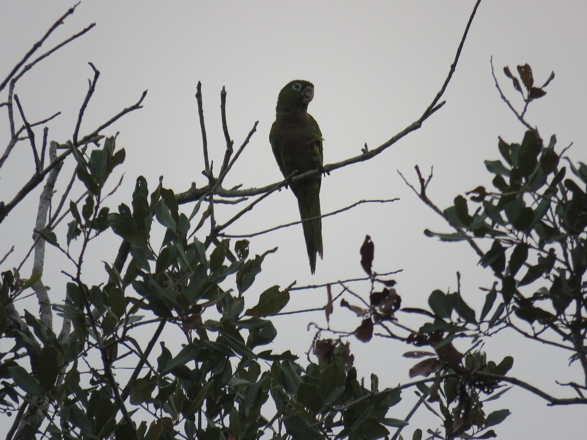 Olive-throated Parakeet - Sam Holcomb