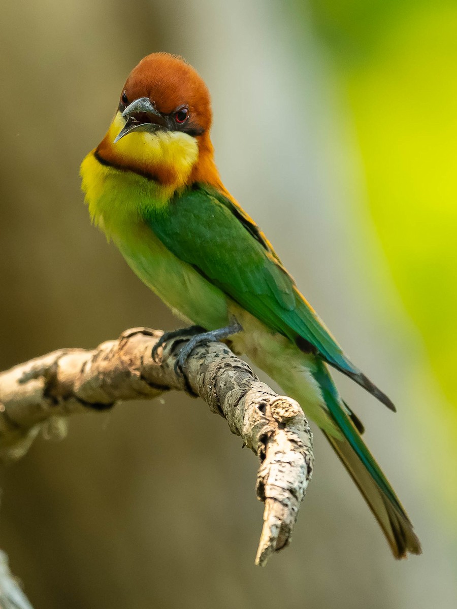 Chestnut-headed Bee-eater - Jean-Louis  Carlo