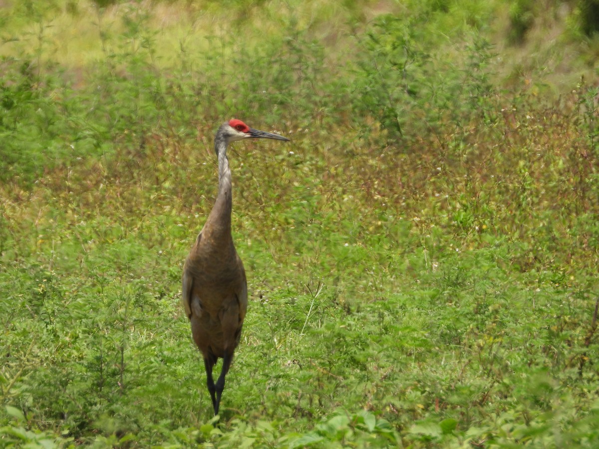 Sandhill Crane - Sandi Jacques