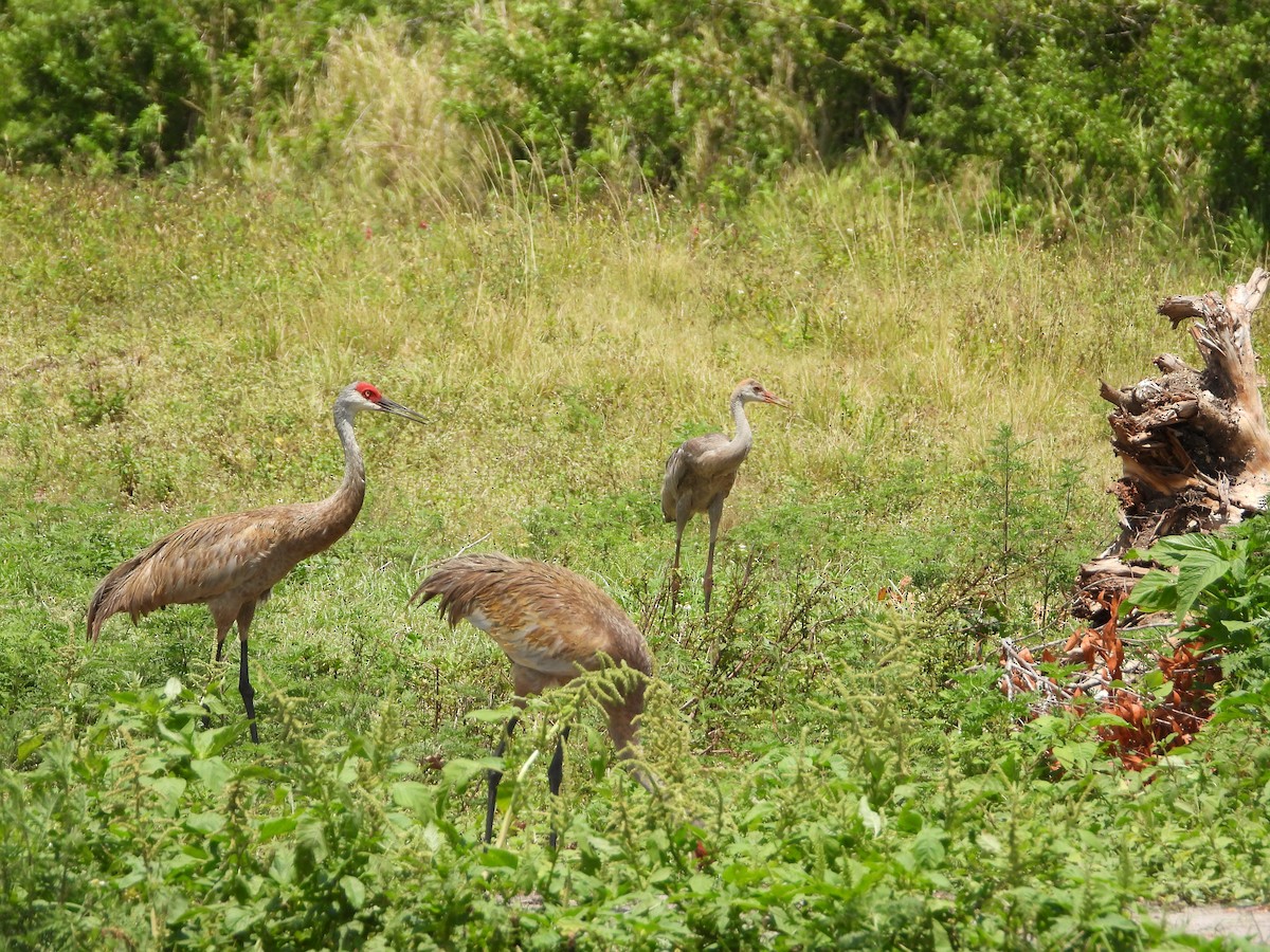 Sandhill Crane - Sandi Jacques