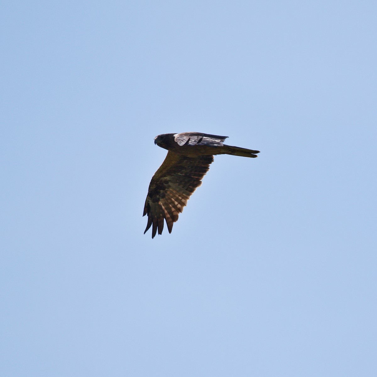 Booted Eagle - YUSUF CANBAZ