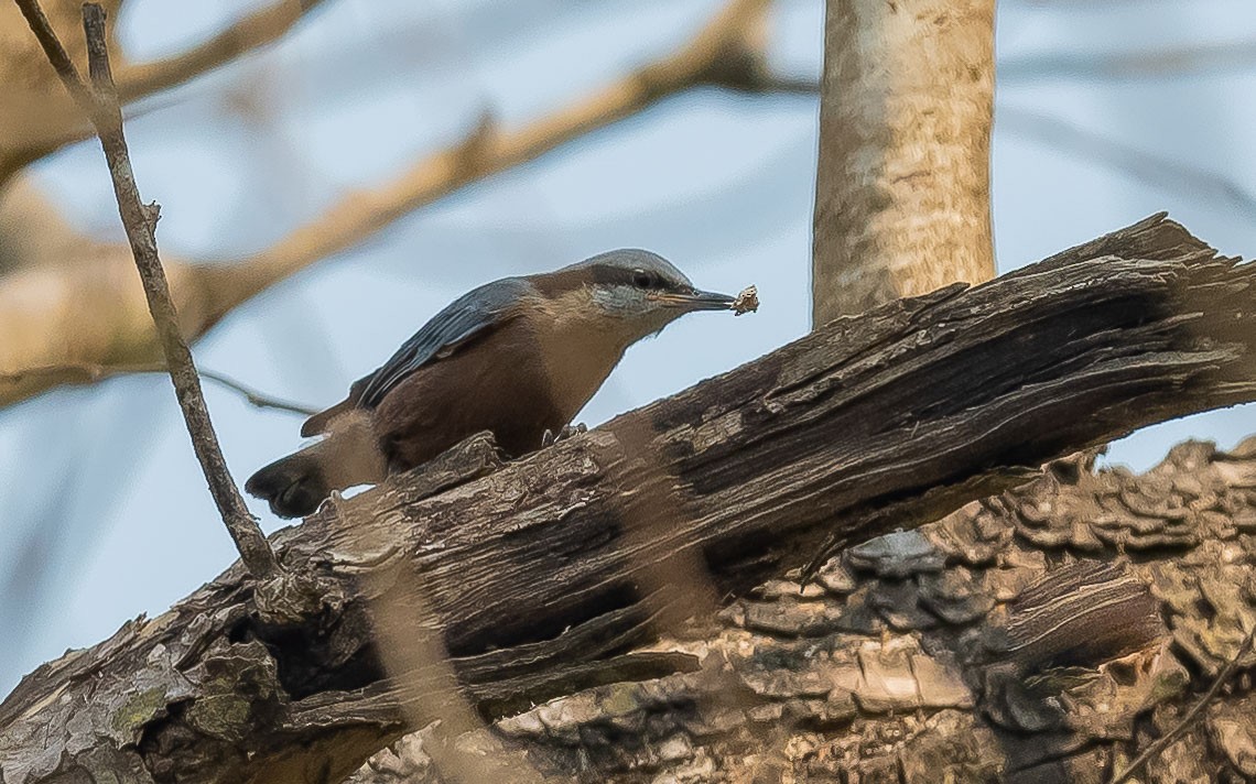 Chestnut-bellied Nuthatch - ML619616044