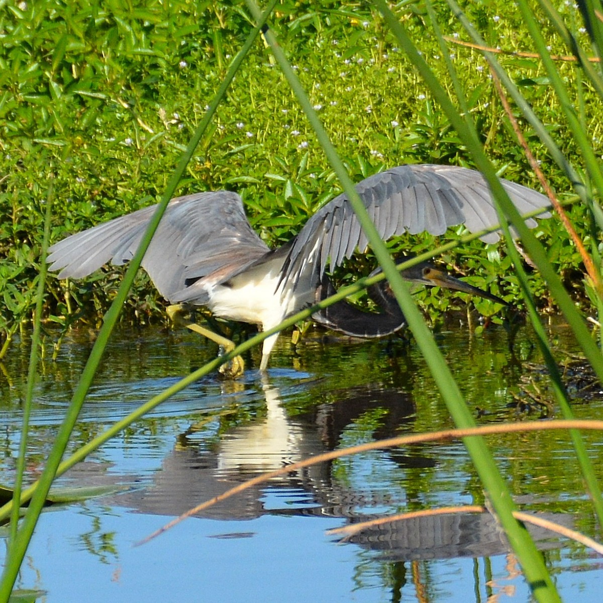 Tricolored Heron - John Whitehead