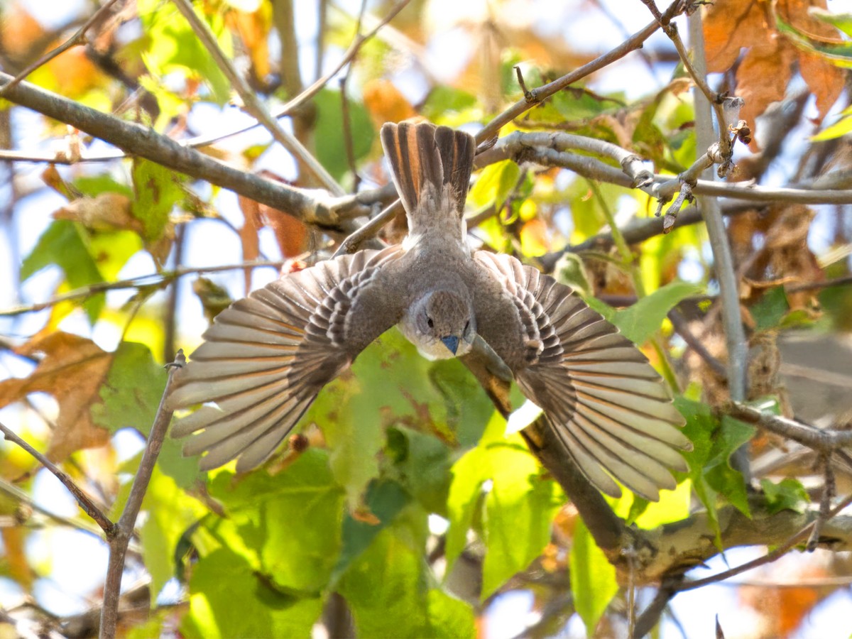 Ash-throated Flycatcher - Cin-Ty Lee