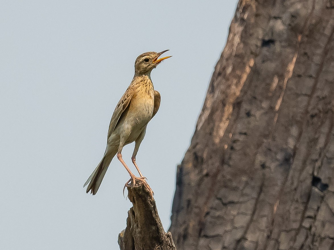 Paddyfield Pipit - Jean-Louis  Carlo