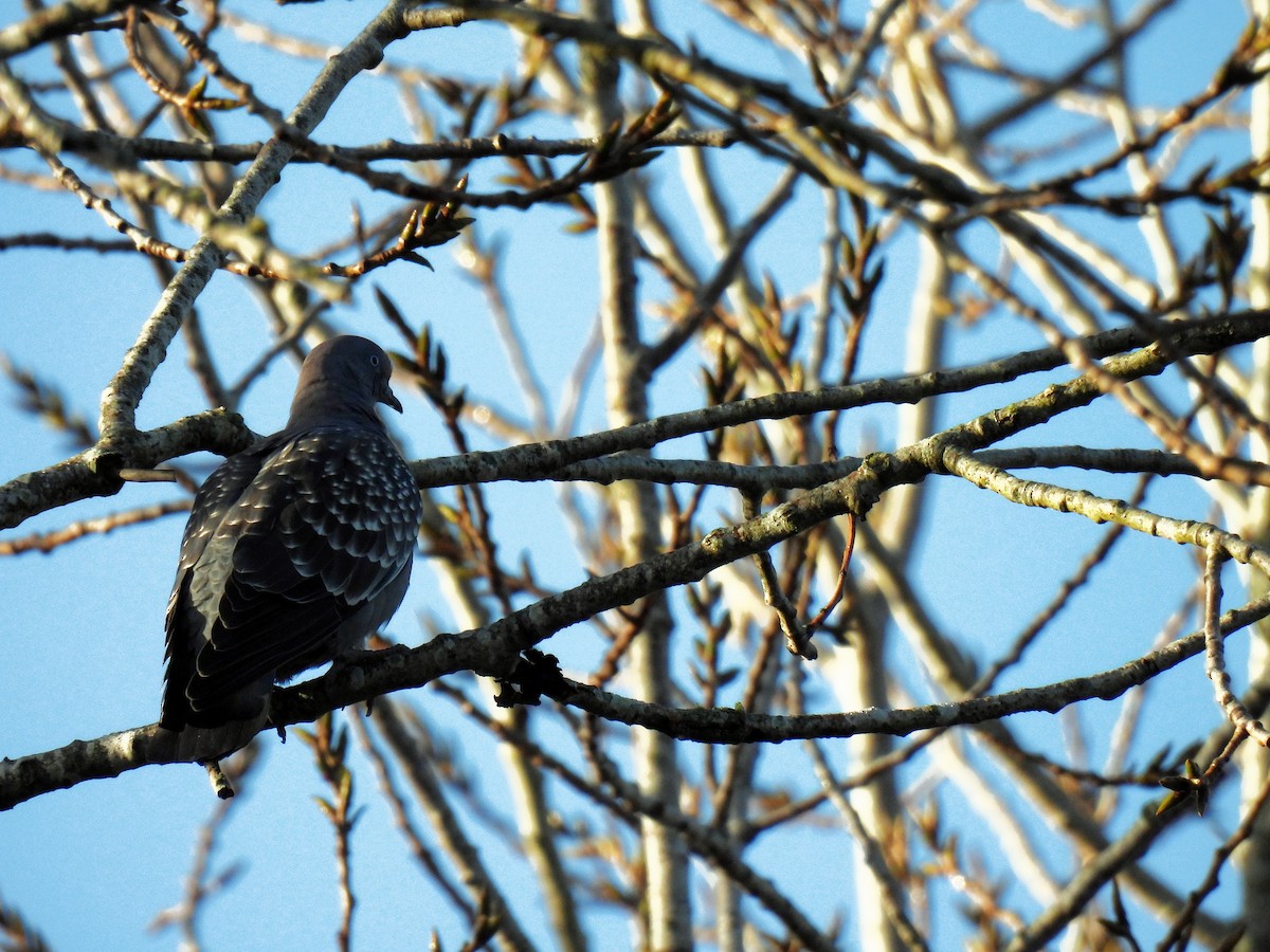 Spot-winged Pigeon - Silvana Mallo