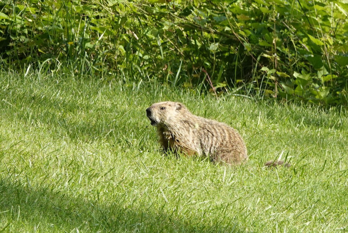 ショウジョウコウカンチョウ - ML619616056