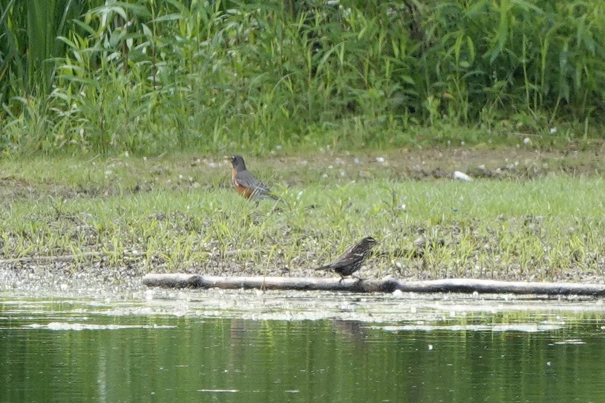 American Robin - ML619616063