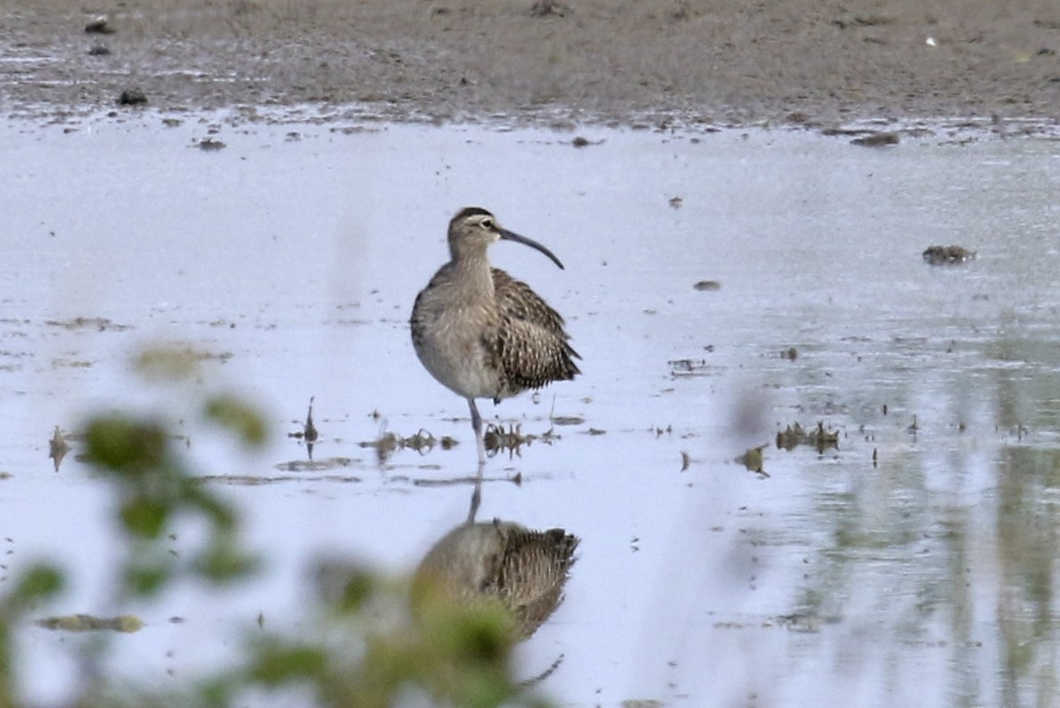 Whimbrel - Steven Whitebread