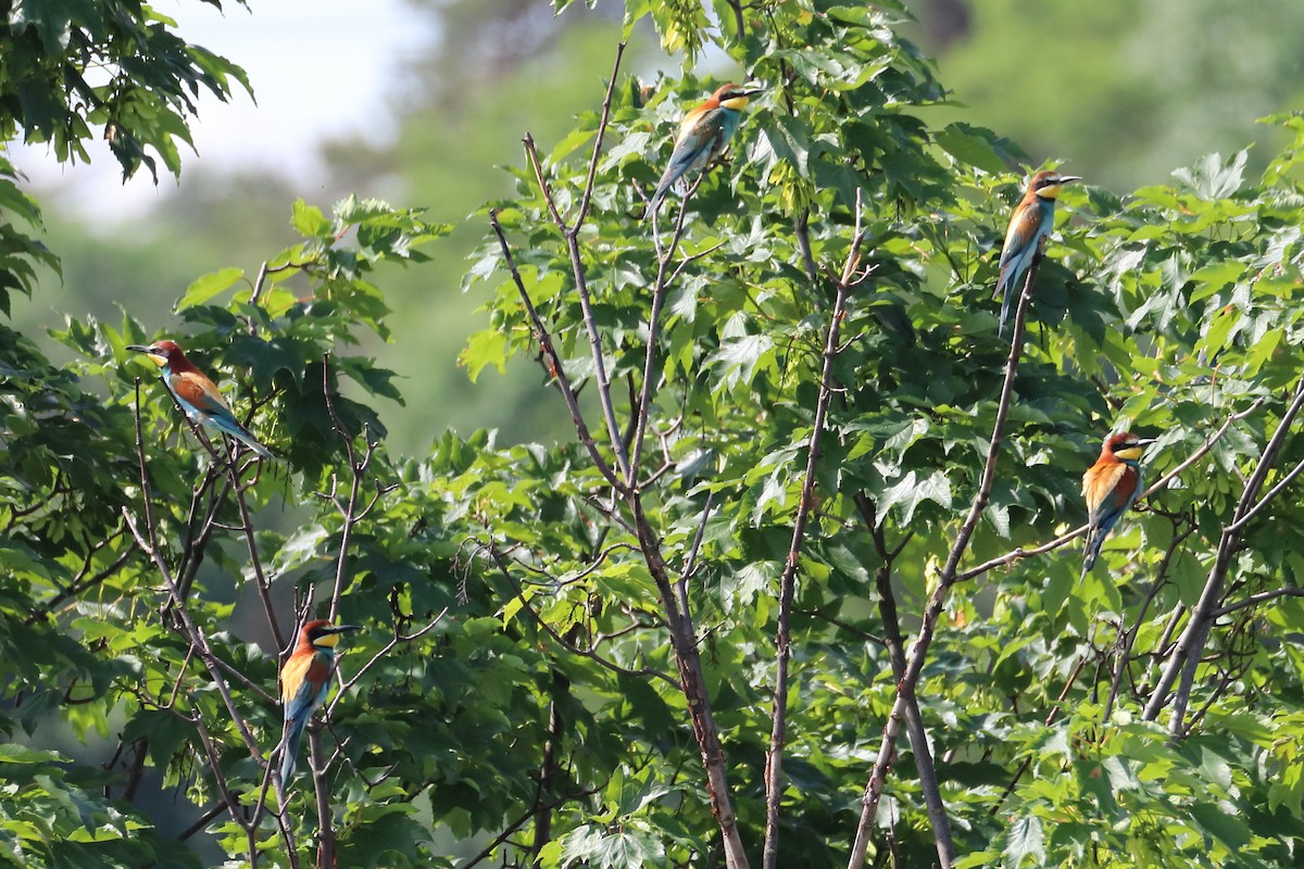 European Bee-eater - Tetiana Lavynska