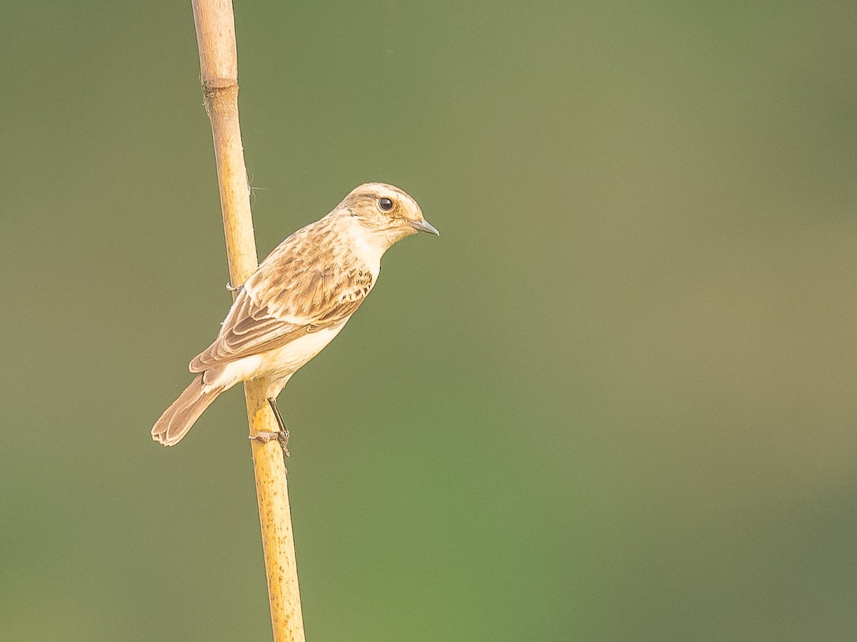 Siberian Stonechat - Jean-Louis  Carlo