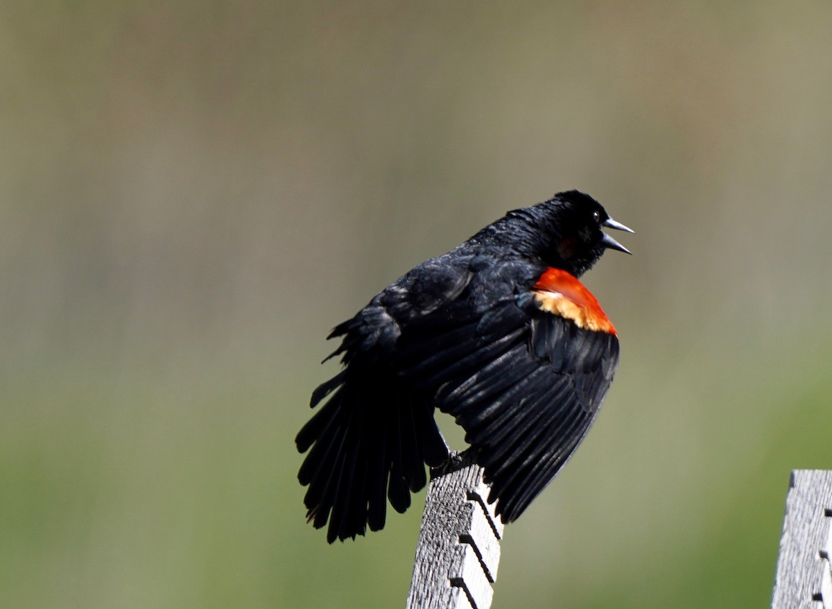 Red-winged Blackbird - Sibylle Hechtel