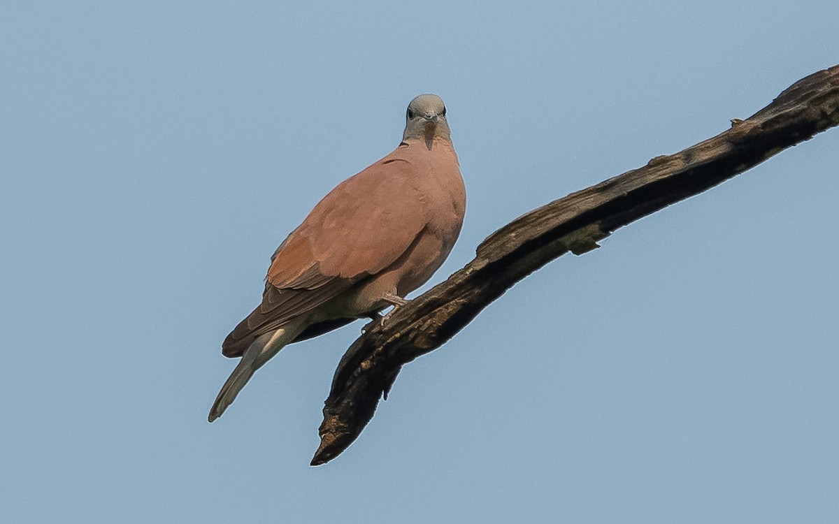 Red Collared-Dove - Jean-Louis  Carlo