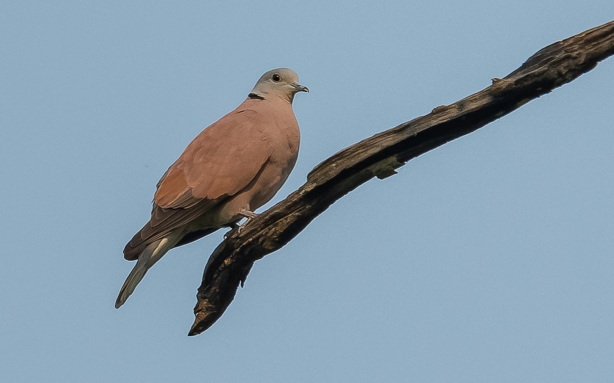 Red Collared-Dove - Jean-Louis  Carlo