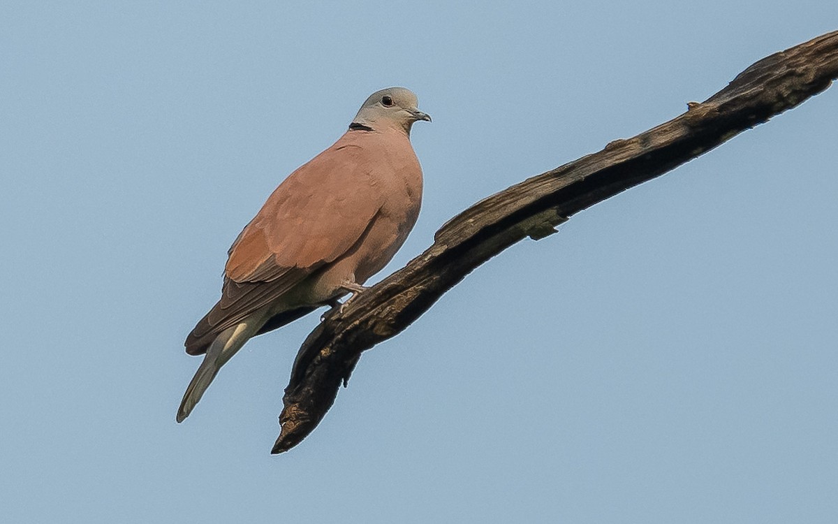 Red Collared-Dove - Jean-Louis  Carlo