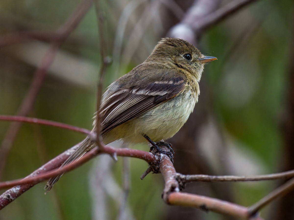 Western Flycatcher - ML619616091