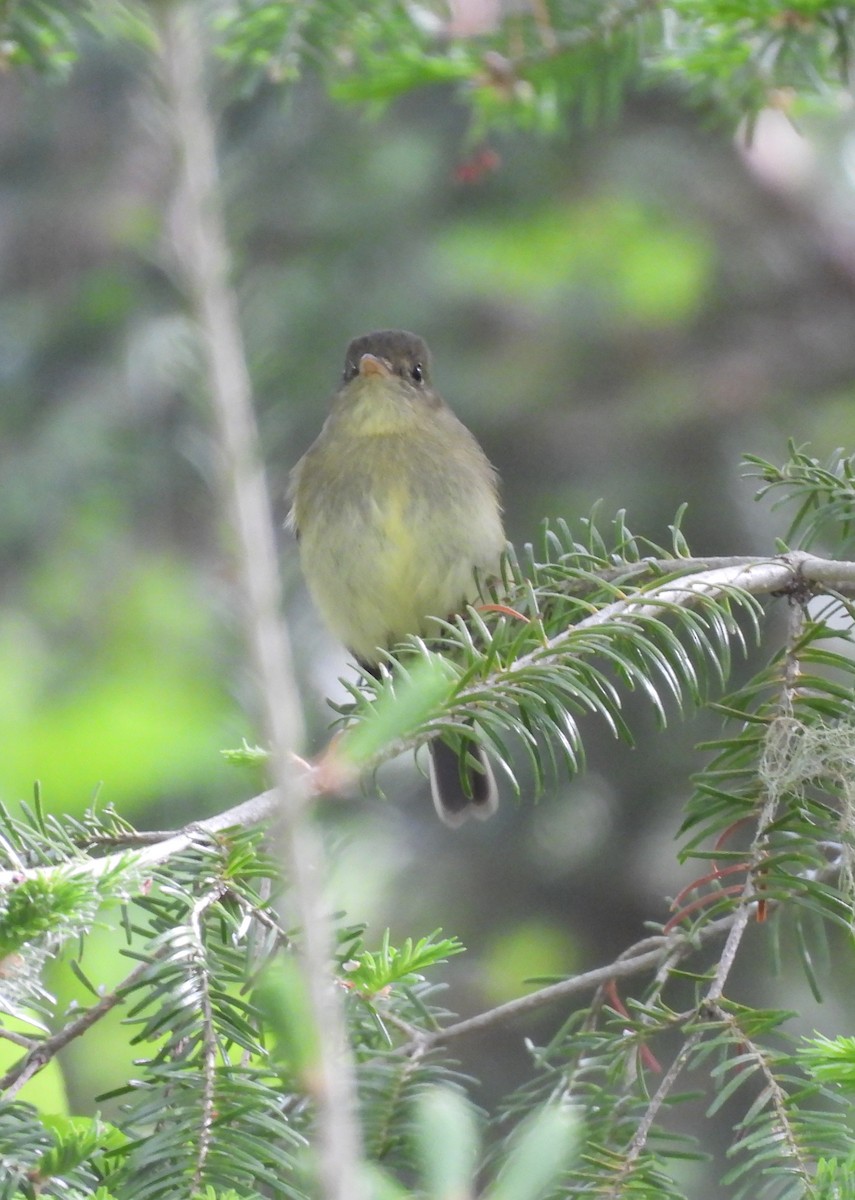 Yellow-bellied Flycatcher - Rhonda Langelaan