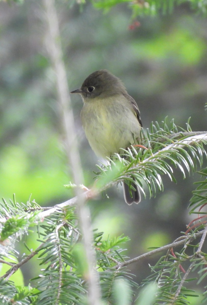 Yellow-bellied Flycatcher - Rhonda Langelaan