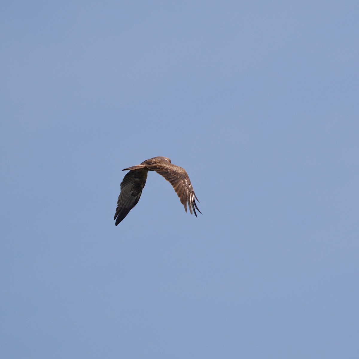 Booted Eagle - YUSUF CANBAZ