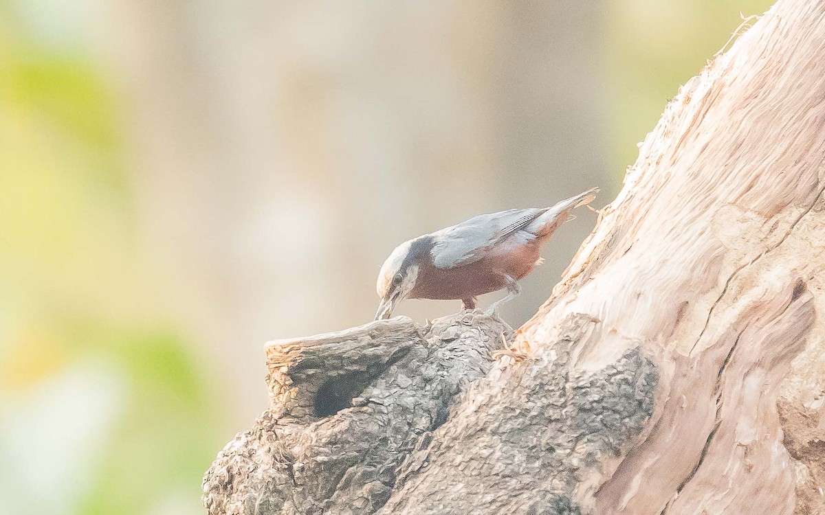 Chestnut-bellied Nuthatch - Jean-Louis  Carlo