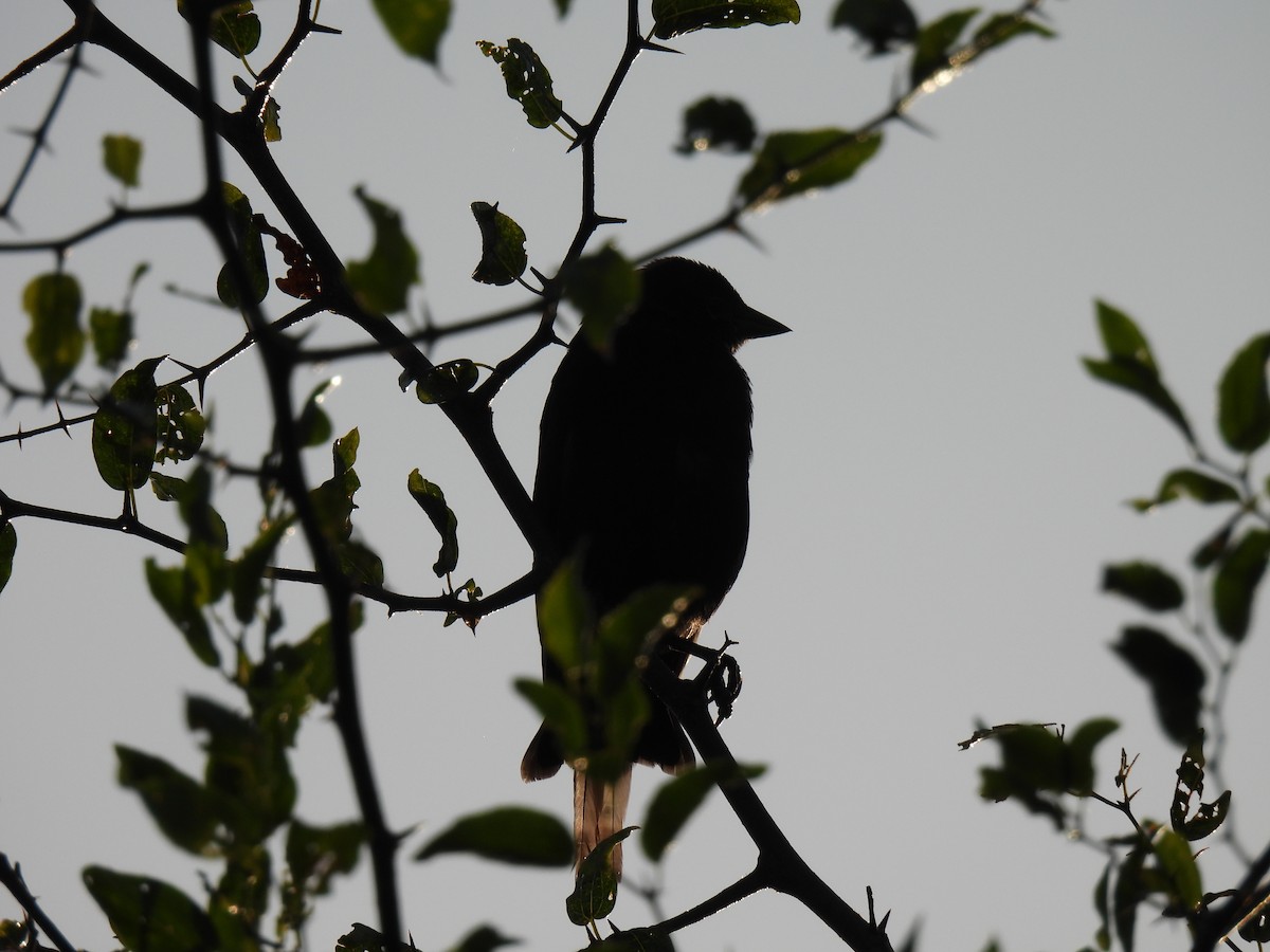 Shiny Cowbird - Silvana Mallo