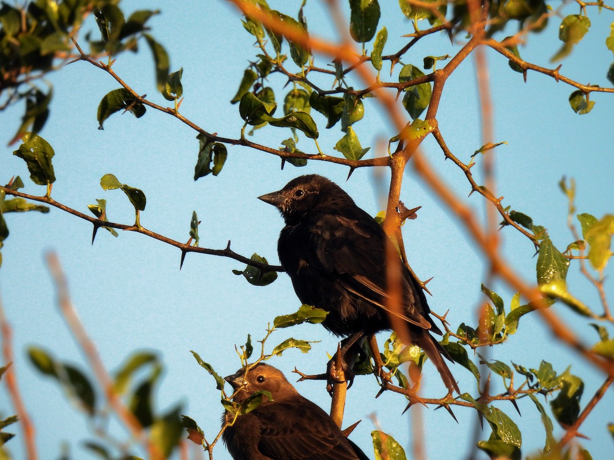 Shiny Cowbird - Silvana Mallo