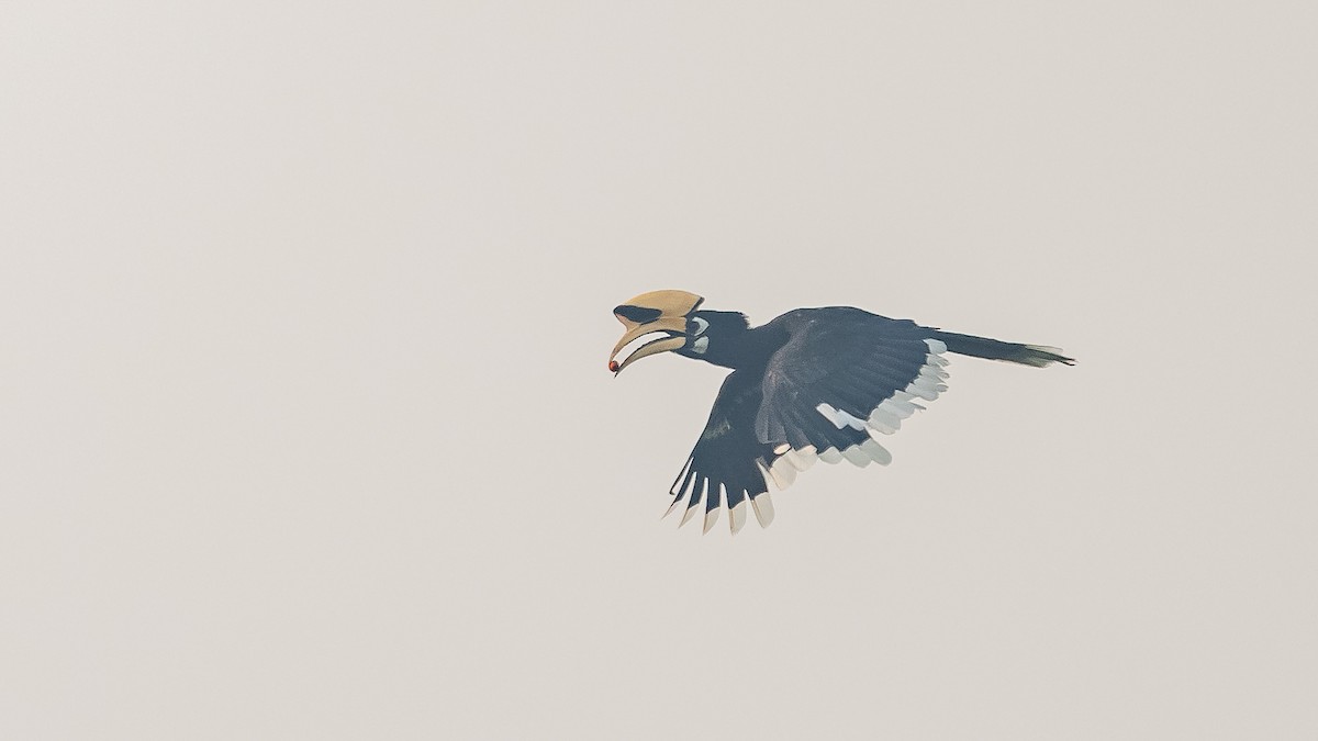 Oriental Pied-Hornbill - Jean-Louis  Carlo