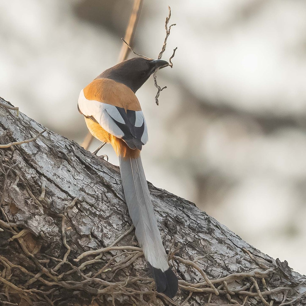 Rufous Treepie - Jean-Louis  Carlo