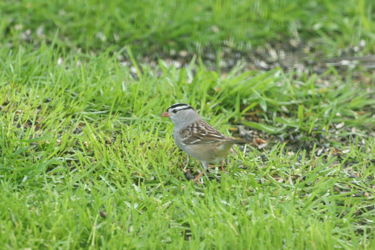 White-crowned Sparrow (Gambel's) - Ethan Brown