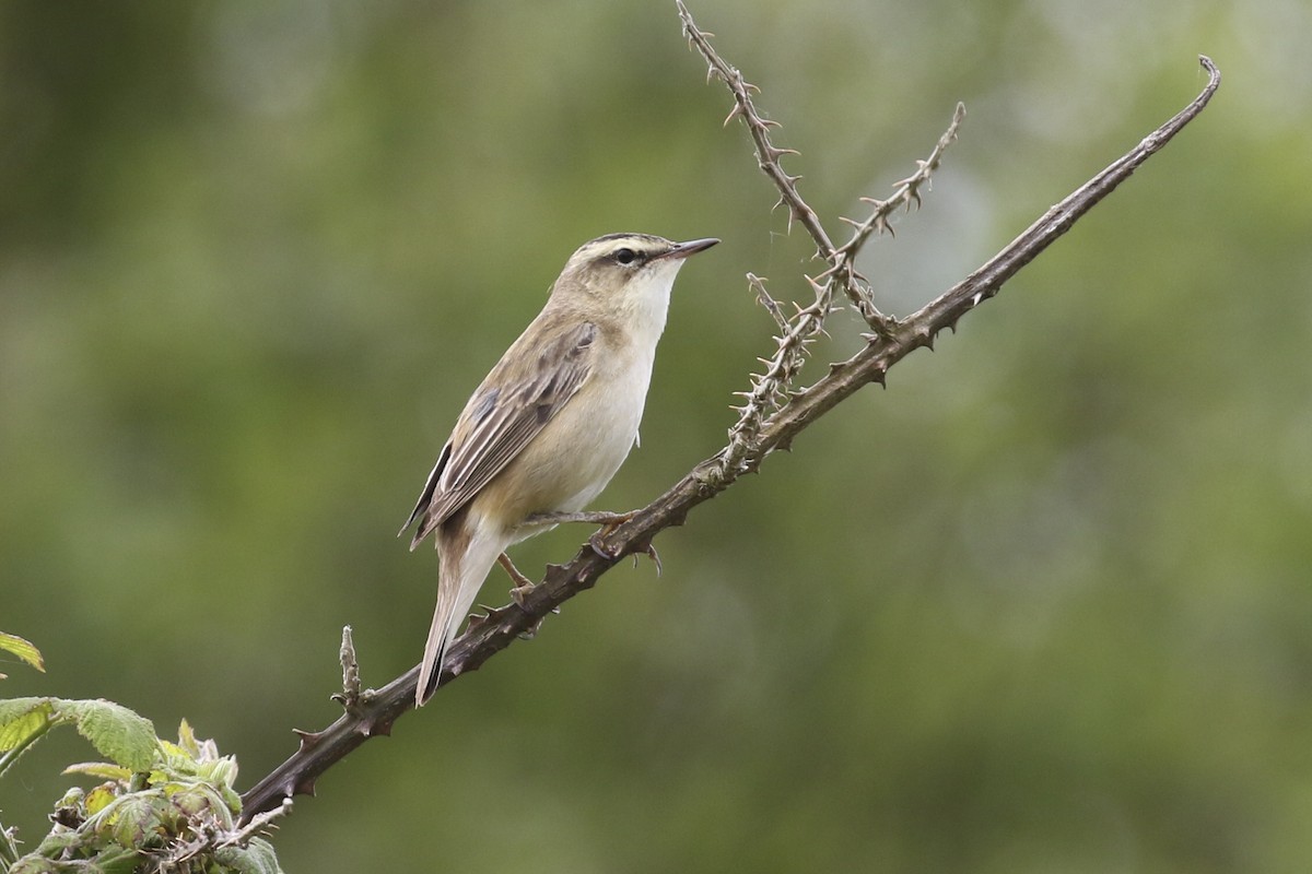 Sedge Warbler - Steven Whitebread