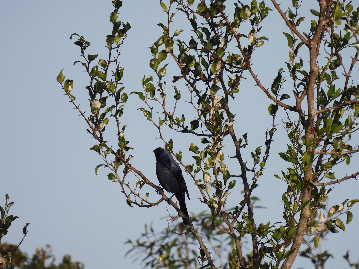 Diademed Tanager - Silvana Mallo