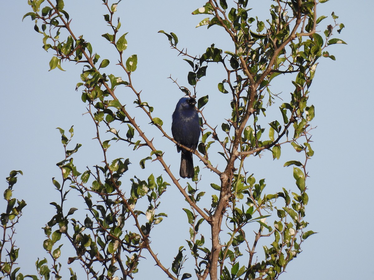 Diademed Tanager - Silvana Mallo