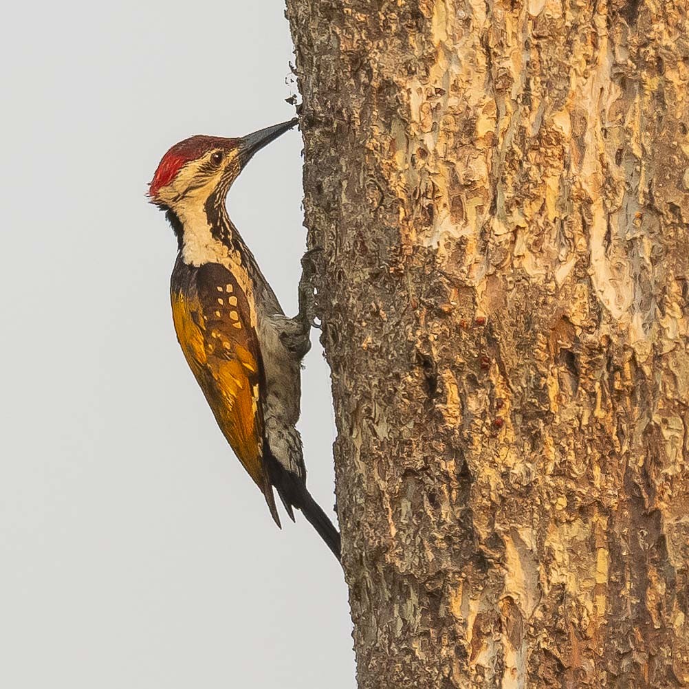 Black-rumped Flameback - Jean-Louis  Carlo