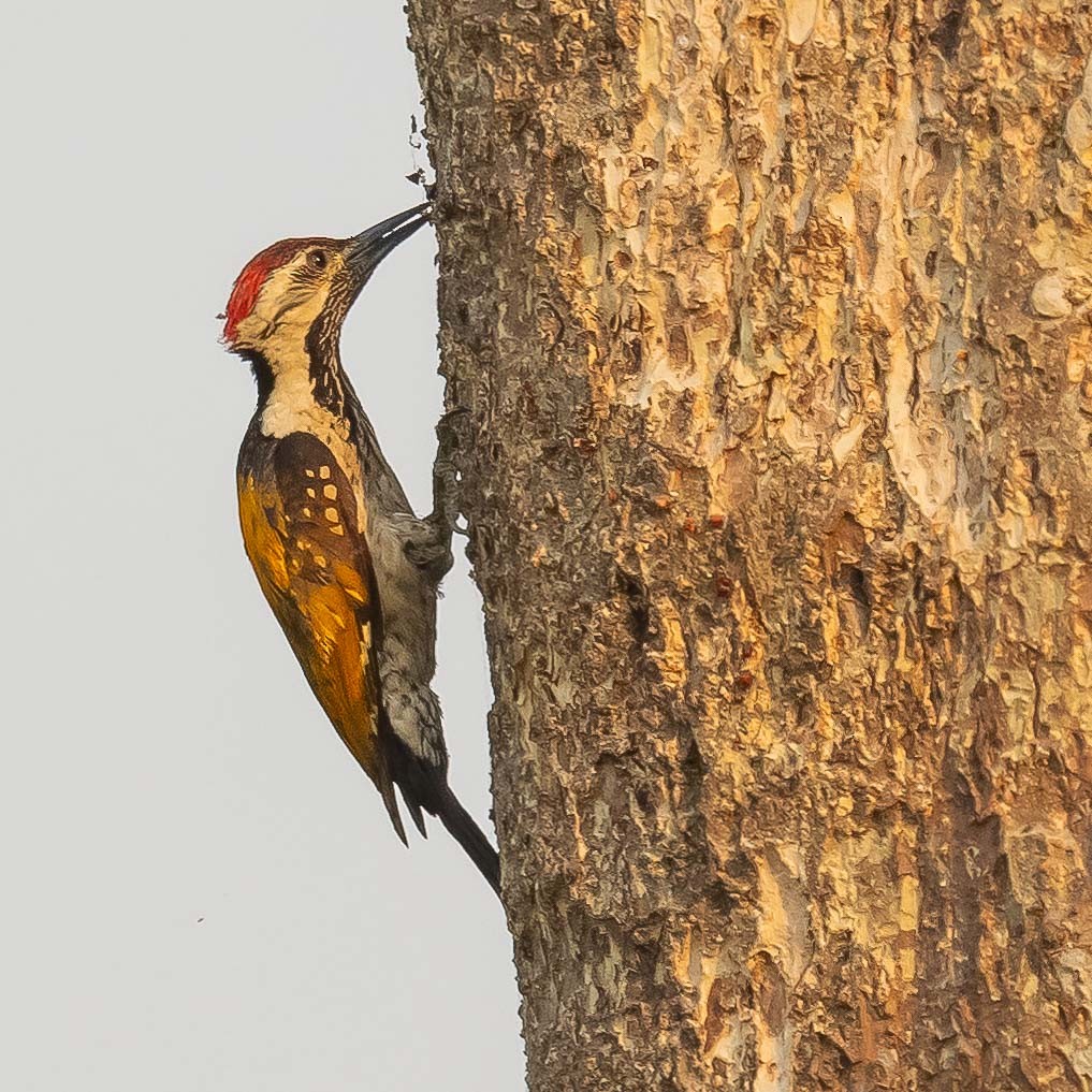 Black-rumped Flameback - Jean-Louis  Carlo